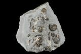 Ammonite (Promicroceras) Cluster - Marston Magna, England #176366-1